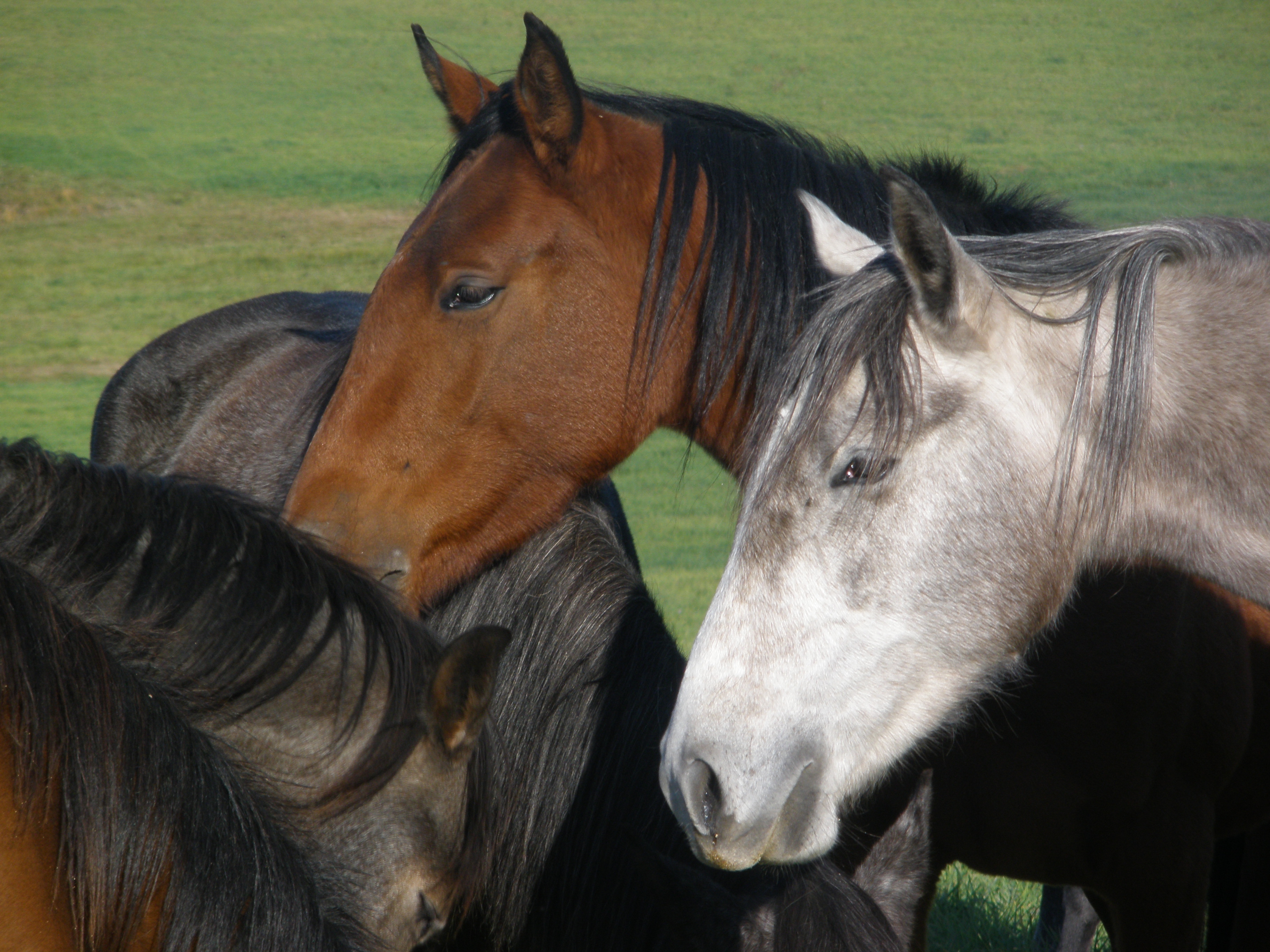 Cheval Barbe, a vendre