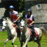 Tzigane, Fille d'Hizahau, jument barbe à vendre de l'élevage, stage endurance