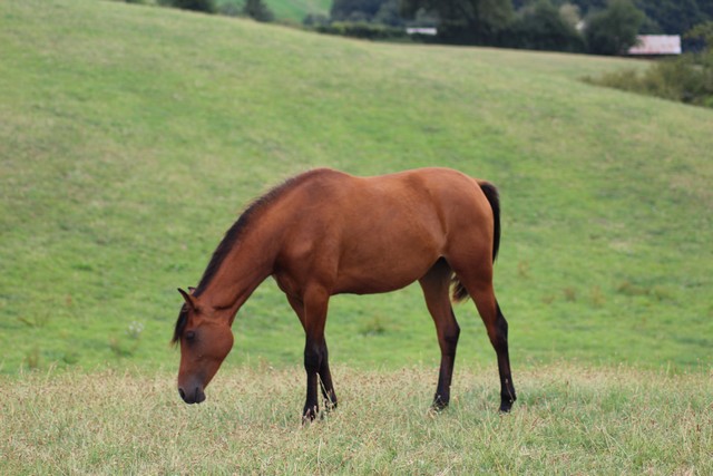 iska